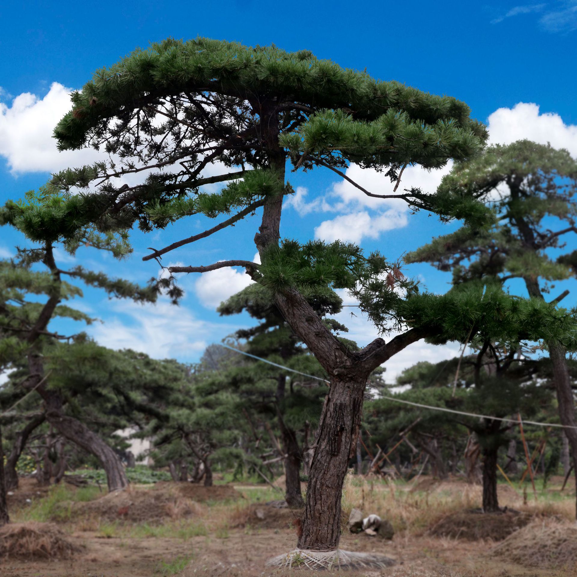 黑松怎样造型,素材,景观(第2页)_大山谷图库