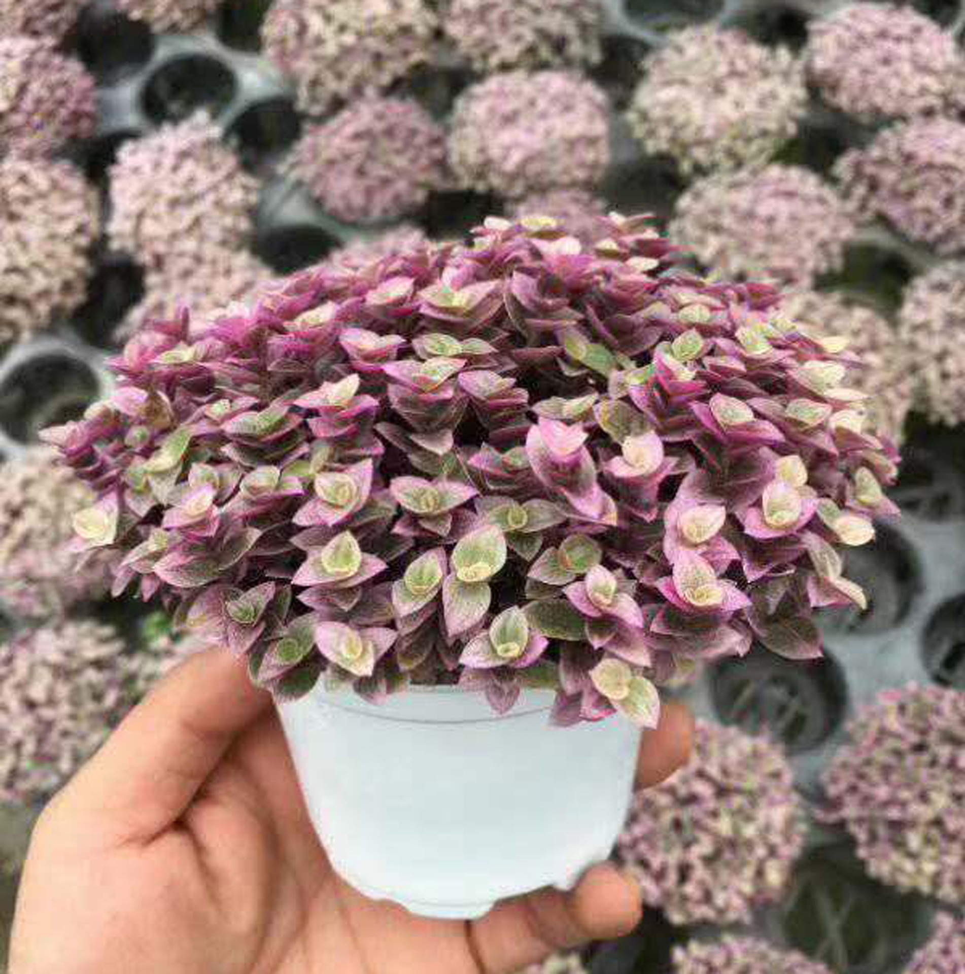 [Supplying base]Flowering plants Small potted Home Flower Pot Botany 90 Cochineal cloud