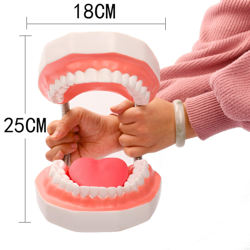 6X Magnifying Oral Teaching, Dental Materials, Dental Consumables, Dentures, Sixxx Dental Model with Tongue