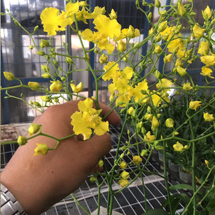 ����ֱ�� �ߙn�������������m��֧��֧ ������/��ϣ�^��ֲ��