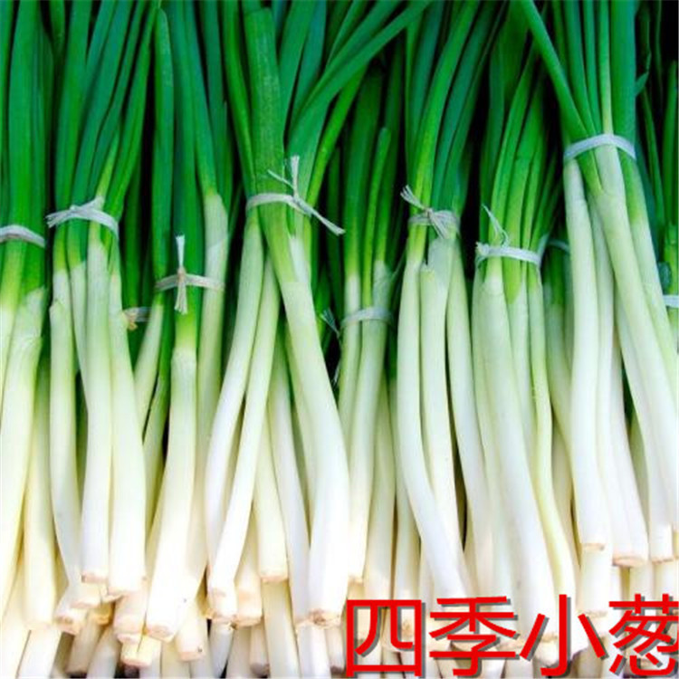 Four seasons Shallot Vegetables seed family balcony Small courtyard make Various activity gift gift seed