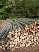 ɽ�|ʡ�R�����L�����l����ë���NҎ���߲˴��� �Bֳ���� ����