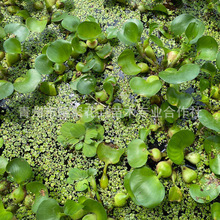 水葫芦植物 凤眼莲 池塘鱼缸养殖水草水芙蓉水生水培水养