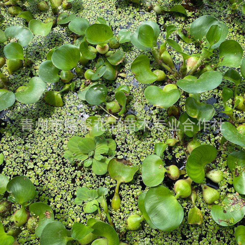 水葫芦植物 凤眼莲 池塘鱼缸养殖水草水芙蓉水生水培水养