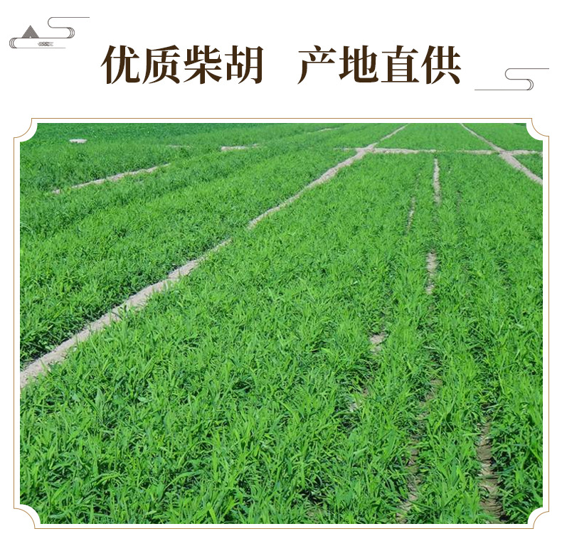 Chai Hu Whole Root Bupleurum Chinense Dried Herb for Decoction 500g key features
