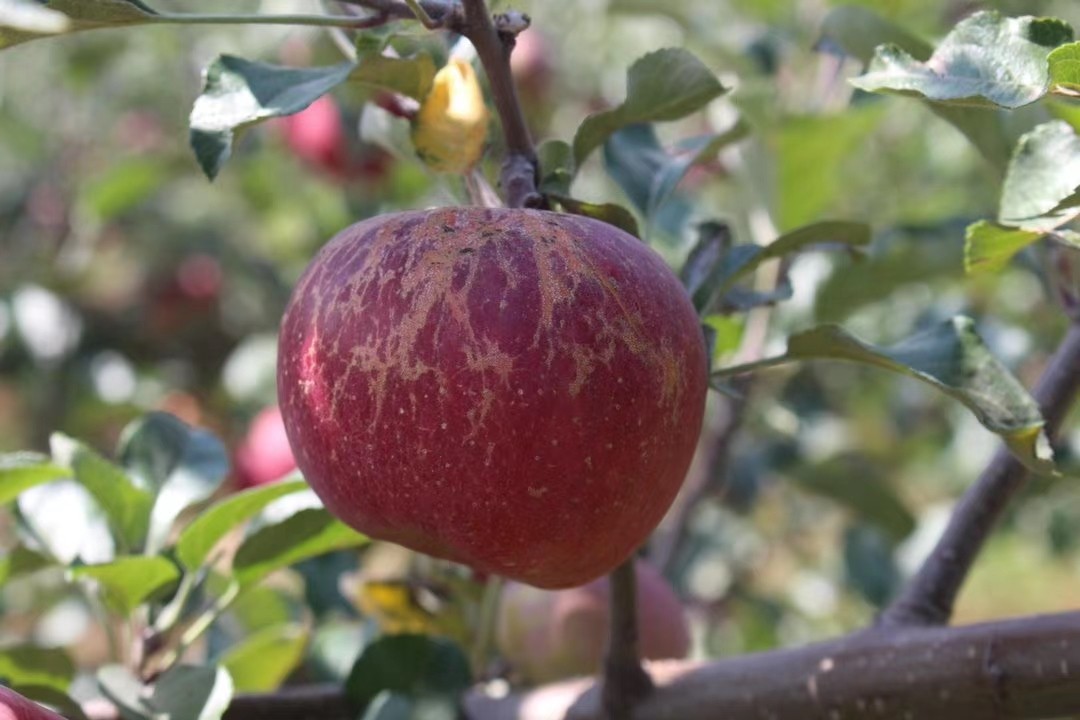 大涼山高原香甜鮮醜蘋果 産地直發新鮮高原醜蘋果