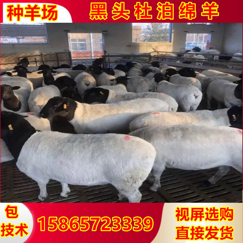 杜泊绵羊一天吃多少钱草料 杜泊绵羊养殖场供应杜波羊羔