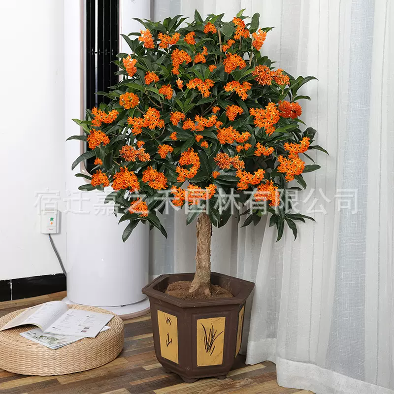 桂花苗嫁接桂花盆栽桂花树苗四季桂浓香型金桂庭院带花苞阳台植物