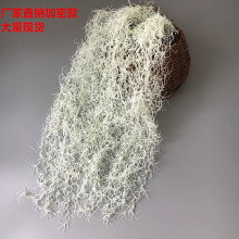 �S�����l����Gֲ����� ����ֲ����b� �������ϰ�ɫ�՚��P��