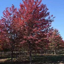 美国红枫图片 齐全美国红枫 基地供应 植株健壮