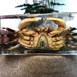 透明树脂海鲜螃蟹标本树脂工艺品现代艺术品新奇摆件厂家定制批发