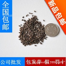 һ���t�N���ļ����N��ͥԺ�׻�Ӱ������t�ļ��׷N�����ͺ�����