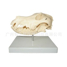 狗头模型，狗骨骼模型，狗头骨模型