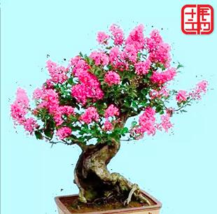 盆景花卉紫薇盆景圖片 海量高清盆景花卉紫薇盆景圖片大全 阿里巴巴