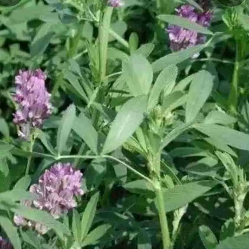 2 кг листьев люцерны сушеные листья люцерны детское питание для кроликов детская морская свинка Шиншилла добавка питательные листья