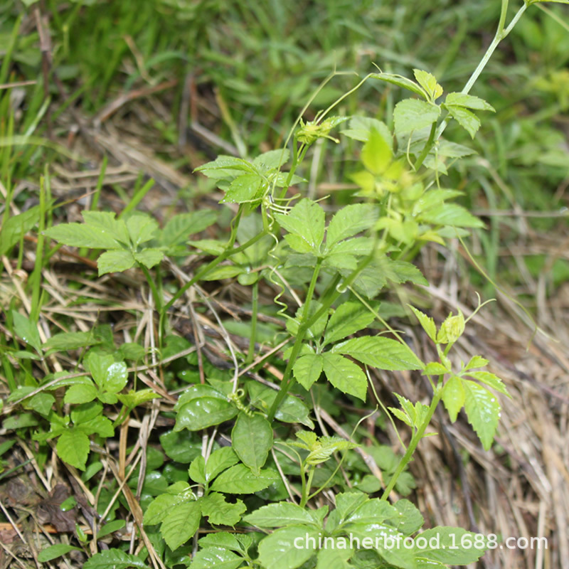Wild Jiaogulan Tea Gynostemma Pentaphyllum 500g Bitter Seven Leaf and Sweet Five Leaf Buds Dried Loose Herbal Tea key features