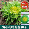 Huangxin Huayan Bitter Polygillery Polygusted Vegetable Vegetable Salad Four Seasons Broadcast Vegetable Seeds wholesale