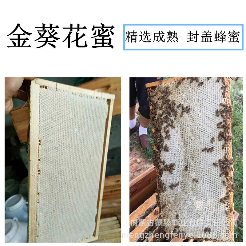 详情页金葵花封盖蜜