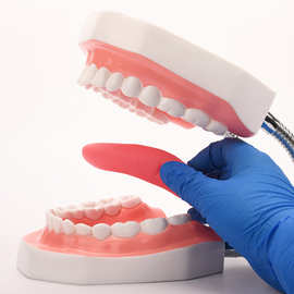 6倍放大口腔教学 牙科材料 齿科耗材  假牙 六倍带舌头牙齿模型