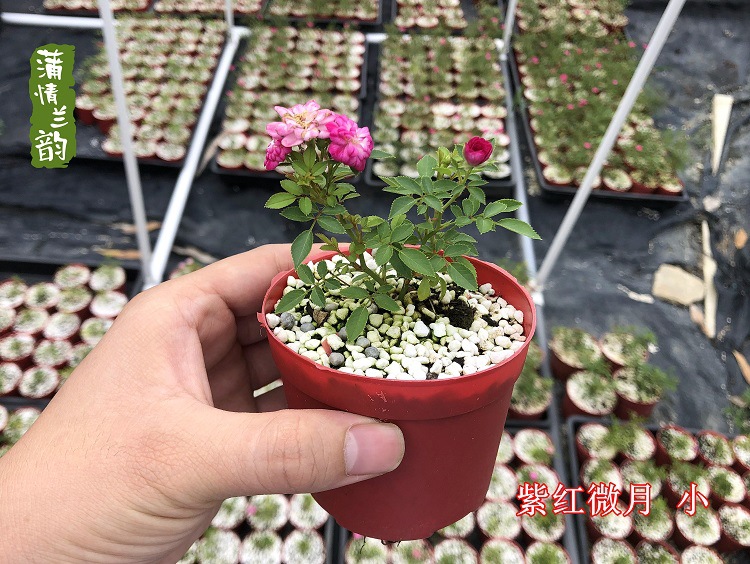 紫红微月 小5334