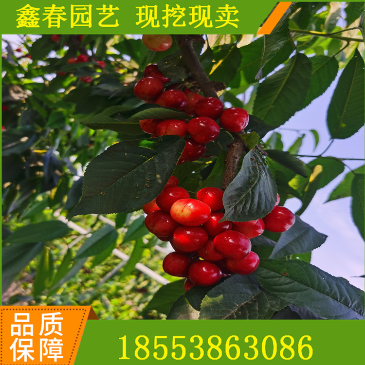 山東果樹基地批量供應優質沙王車厘子吉塞拉矮化大櫻桃樹苗價格