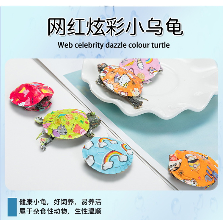 乌龟_04