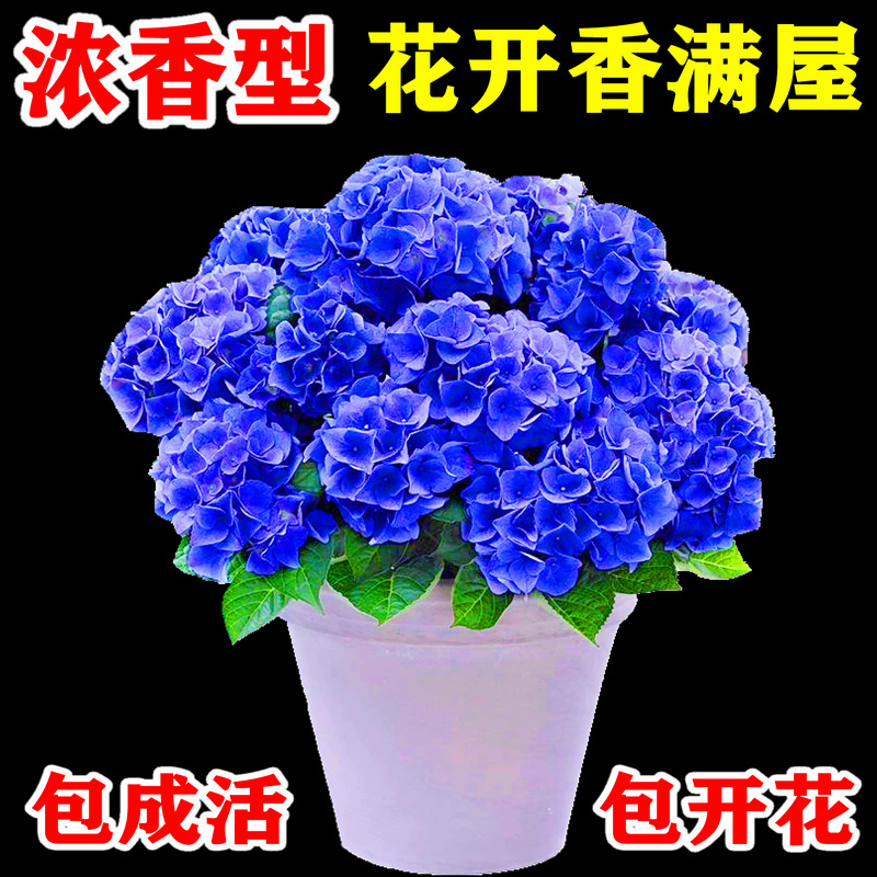 濃香型10年老樁無盡夏繡球花苗盆栽八仙花卉室內陽台庭院植物四季