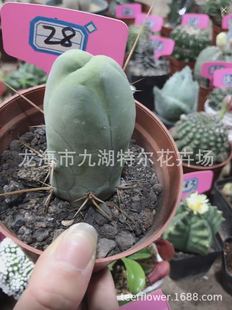 �̳��� ���^������ Ⱥ�����P�� ����Gֲ �k����С���� ������