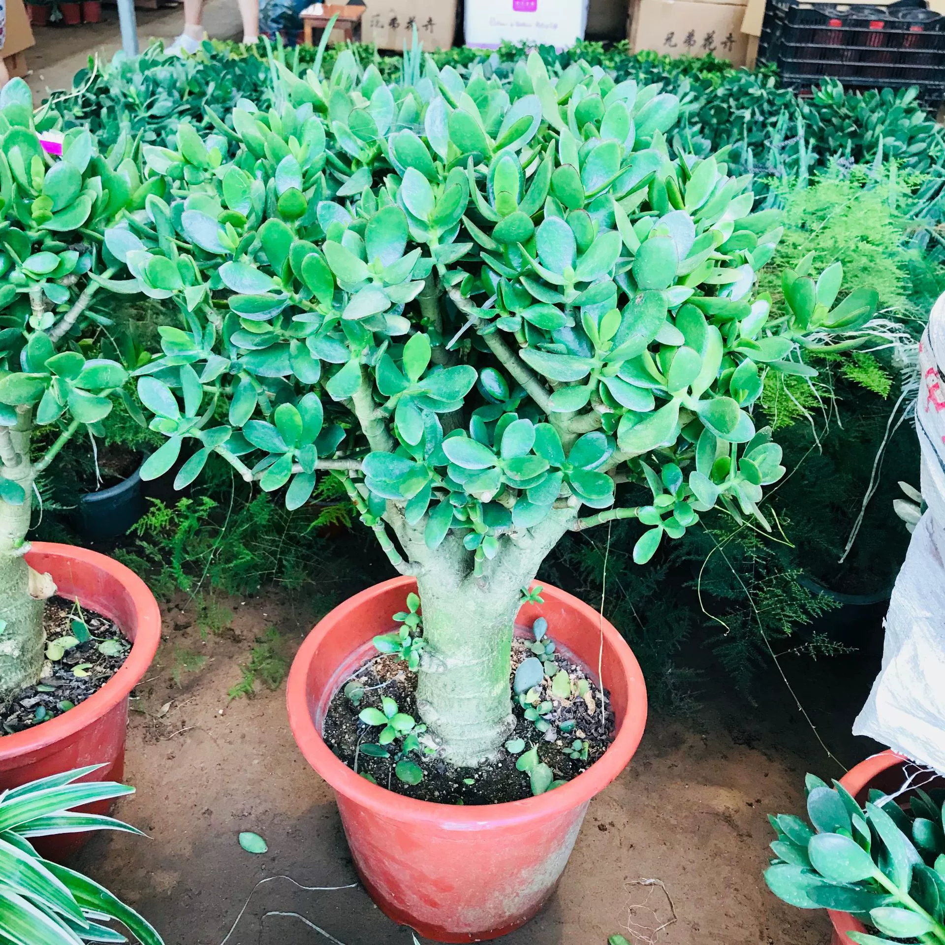 Yushu Горшечное растение Крытая гостиная зеленое растение цветы мясистые старые свайные растения очистка поглощение воздуха формальдегидное растение Горшечное растение