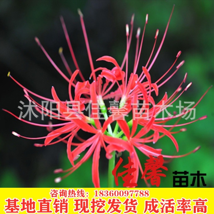 石蒜种球盆栽彼岸花种球石蒜花曼珠沙华大种球曼陀罗华盆栽