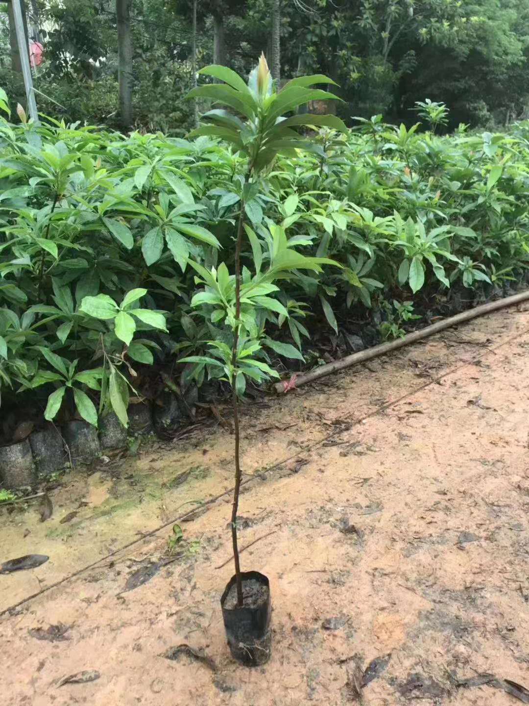 大量批发10公分木荷荷木小苗5何树木荷种籽种子楠乔木-阿里巴巴