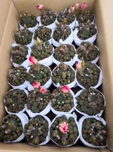 ������ֱ����С�����������҃ȶ���ֲ�� ������ֲ��  �S����