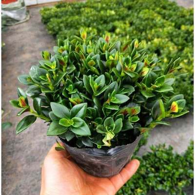 Goldfish Chlorophytum Antirrhinum Kiss the fish Chlorophytum flowers and plants Evergreen indoor to work in an office Potted plant formaldehyde Green plant