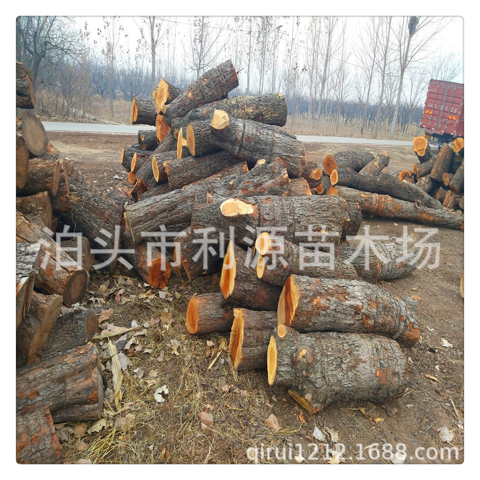 常年全国供应枣木 小头直径25-50公分 雕刻枣木  枣木枣木墩用|ms