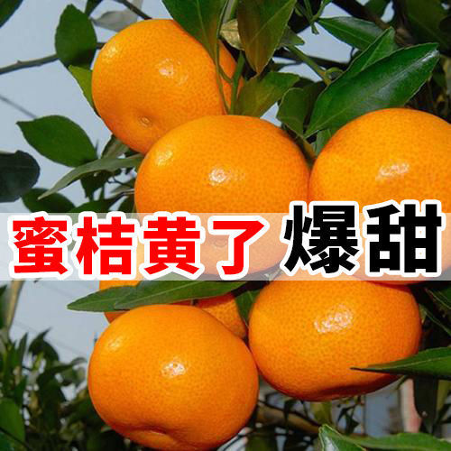 蜜桔新鲜水果橘子甜应季黄皮桔子柑桔孕妇整箱蜜橘子桔子