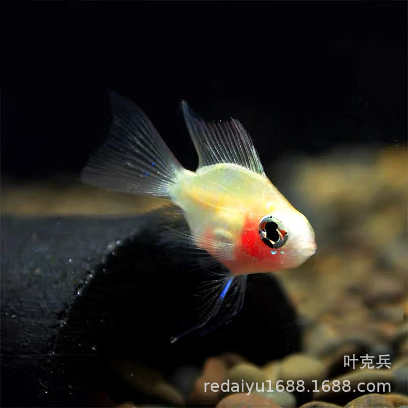 IMG_0128(20200303-230631)_副本