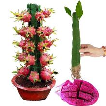 红心火龙果树苗当年结果南北方室内盆栽四季种植