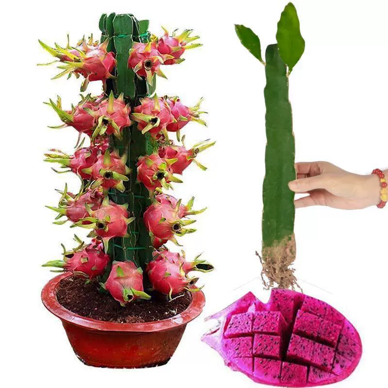 Саженцы красного дракона плодоносят в год, комнатная посадка в горшках на севере и юге