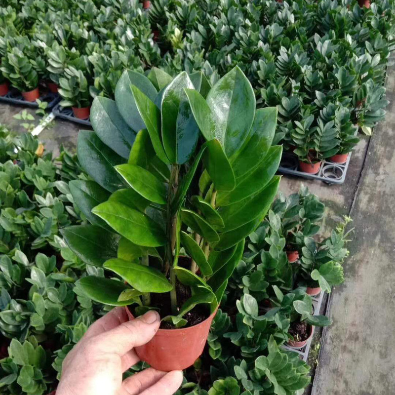 Base Direct Sales Indoor Foliage Small Potted Plant to Purify the Air Green Plant Money Tree 100 # Money Tree Base Direct Sales Indoor Foliage Small Potted Plant to Purify the Air Green Plant Money Tree 100 # Money Tree