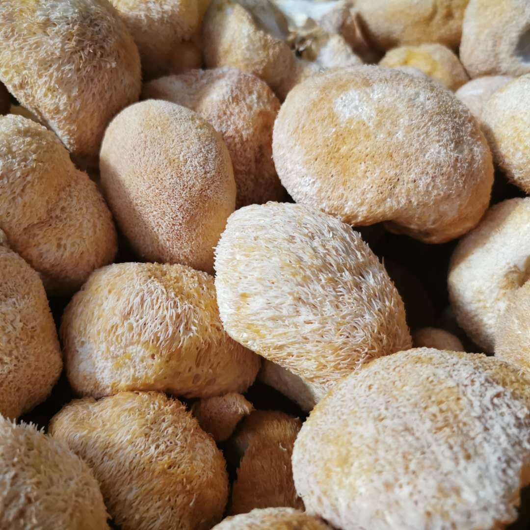 New Product Gutian Monkey Head Mushroom Dried Monkey Head Mushroom Gutian Specialty Powder Raw Material Wholesale Origin Edible Fungus 500g