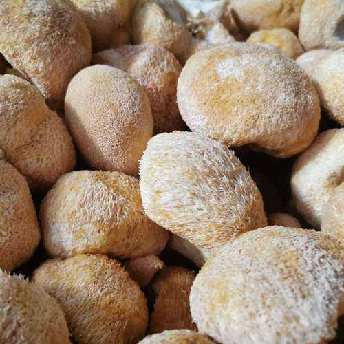 New Product Gutian Monkey Head Mushroom Dried Monkey Head Mushroom Gutian Specialty Powder Raw Material Wholesale Origin Edible Fungus 500g