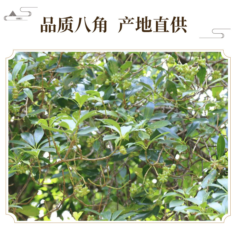 Whole Star Anise Da Hui Xiang Dried Illicium verum Fruit Culinary Spice 500g key features