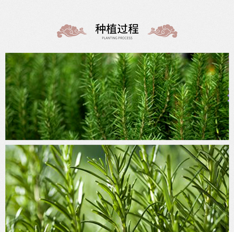 Rosemary Herbal Tea Loose Dried Leaves 500g Fresh Batch Clean Aromatic Culinary and Brewing Herb specifications
