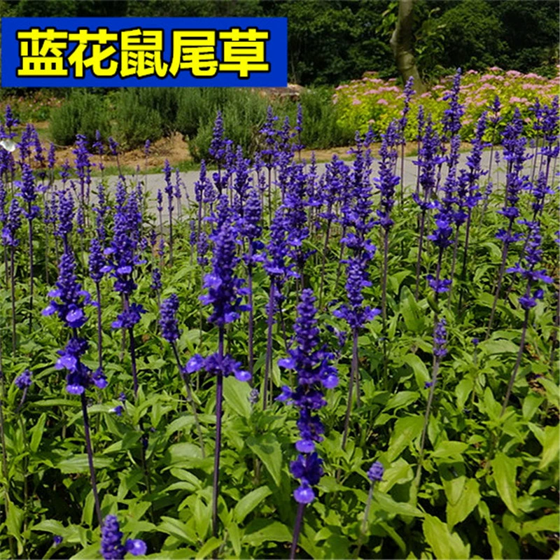 Семена Синего Цветка Шалфея Синий Цветок Ваниль Семена Чиа Многолетние Четыре Сезонных Горшках Сад Семена Цветов