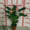 [Base direct batch] Three seedlings of pink palm potted plants indoor flowers and plants potted potted flowers can be hydroponic flowers