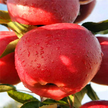 山東果樹基地批發嫁接蘋果苗 出售晚熟品種維納斯黃金蘋果樹苗