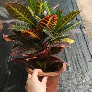 ׃ɫľ �����҃����Ի����ļ������辰�߲�׃�~ľֲ�� ����ȩ