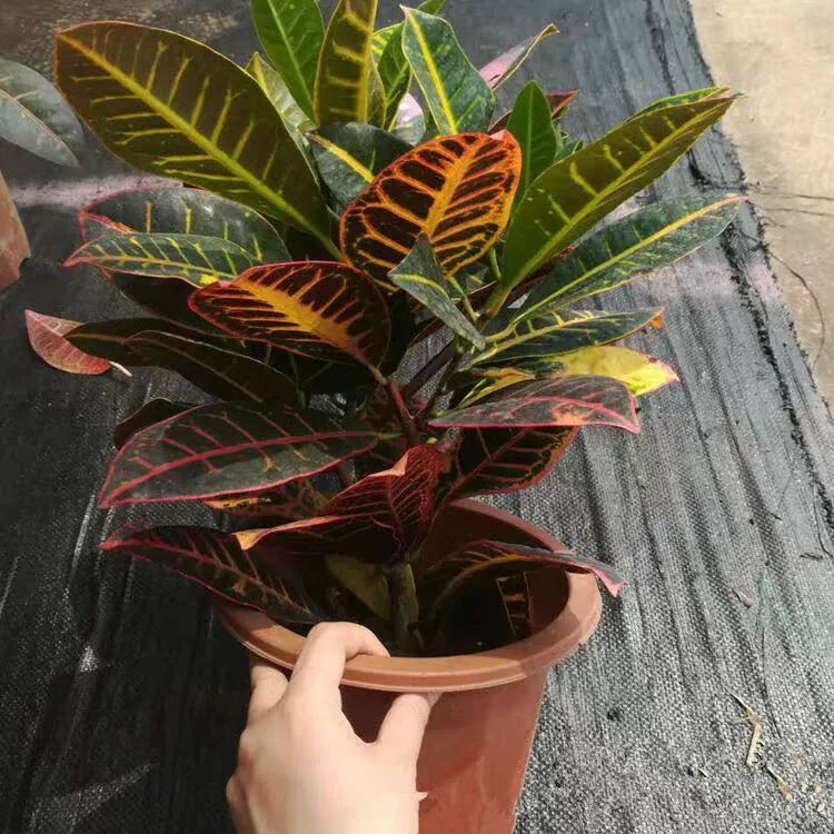 Меняющая цвет древесина большие комнатные цветы в горшках вечнозеленый Бонсай Красочные меняющие листья древесные растения поглощают формальдегид