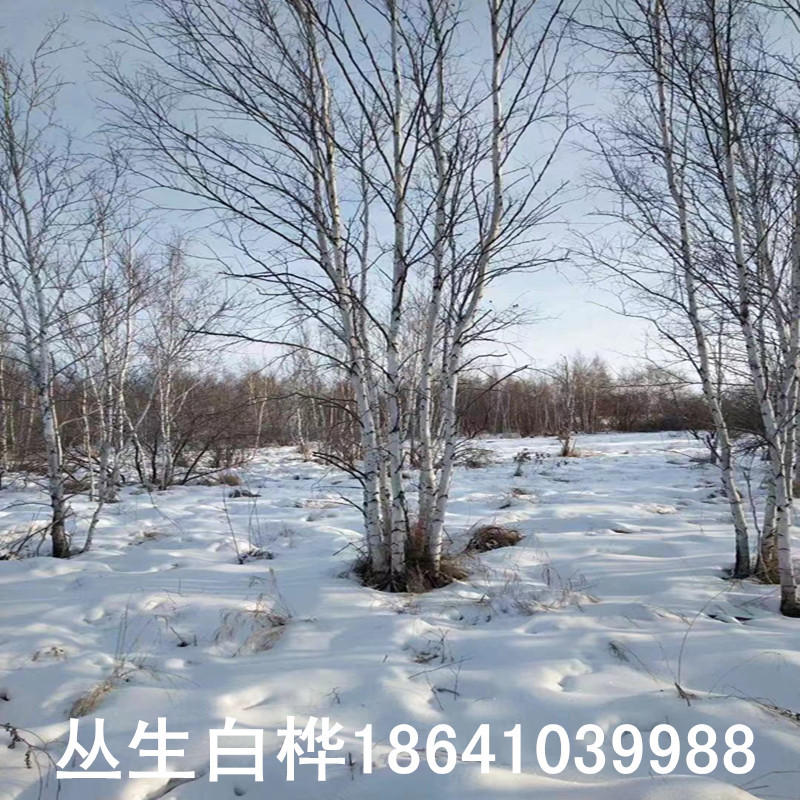 辽宁白桦树苗 丛生白桦大树 独杆白桦价格优惠 树型优美 规格齐全-阿里巴巴
