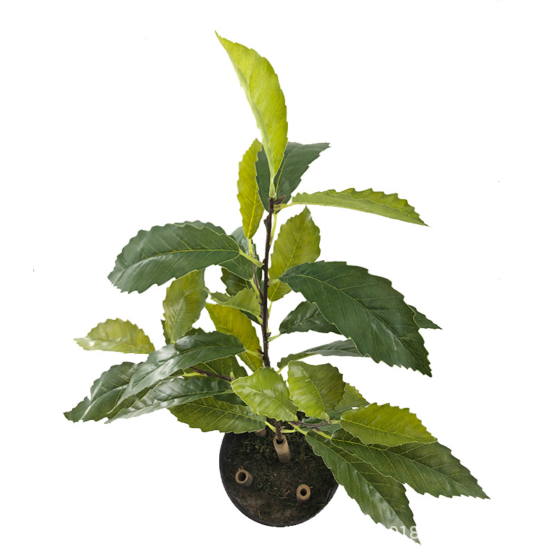 XRB-119栎树叶四叉枝31叶 (3).jpg